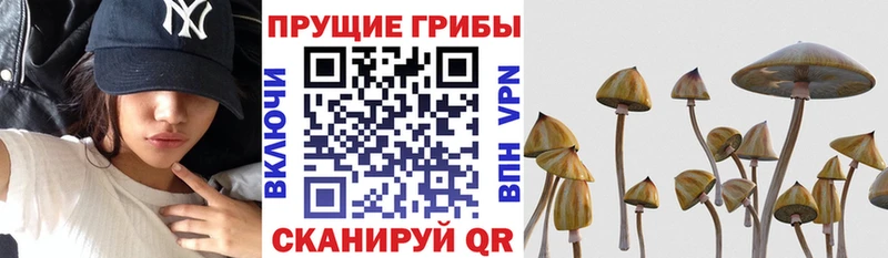 Купить закладки  Краснотурьинск  Псилоцибиновые грибы Psilocybine cubensis 